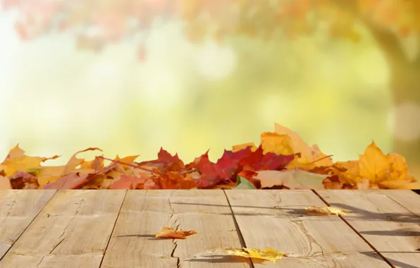 Осень, листья, клен, древесина, блюр