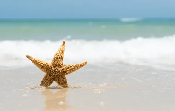 Песок, море, волны, пляж, лето, берег, звезда, summer