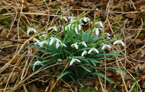 White, snowdrops, blooming, speing