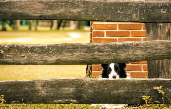 Взгляд, друг, забор, собака