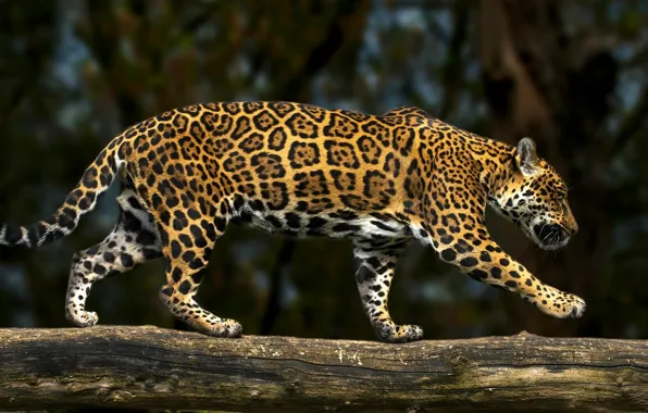 Картинка хищник, ягуар, бревно, дикая кошка