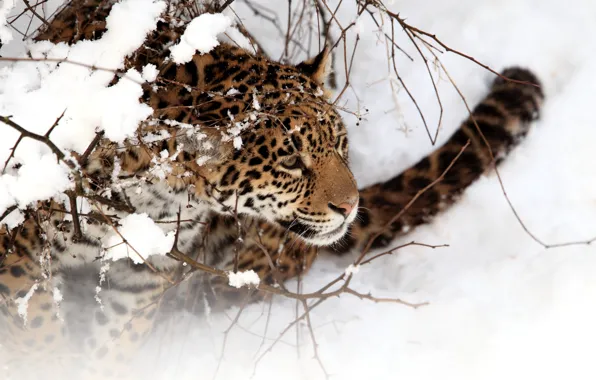 Картинка зима, кошка, снег, ягуар