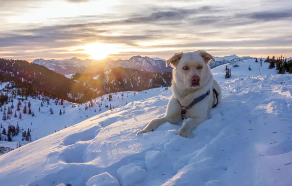 Картинка зима, снег, горы, природа, собака, Австрия, Альпы, пёс