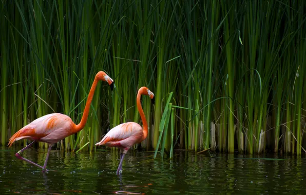Картинка озеро, тростник, фламинго, калифорния, sacramento zoo