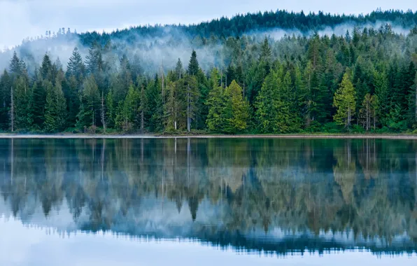 Лес, деревья, туман, озеро, Канада, Morton British Columbia