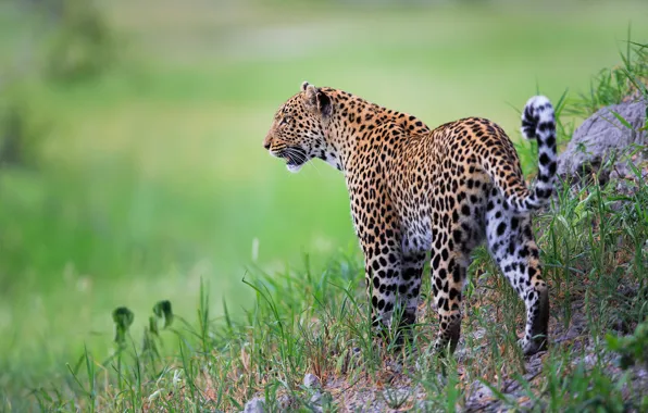 Картинка трава, леопард, дикая кошка, боке