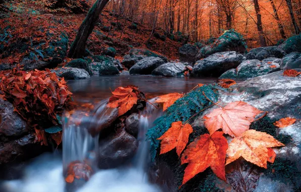 Картинка осень, лес, листья, деревья, пейзаж, природа, ручей, камни