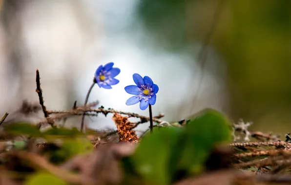 Картинка природа, Цветы, голубые, в траве
