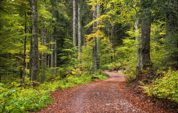 Дорога, осень, лес, листья, деревья