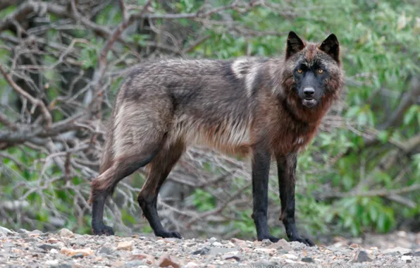 Картинка nature, predator, animal, wolf, wildlife, black wolf, Canis lupus, portrait.