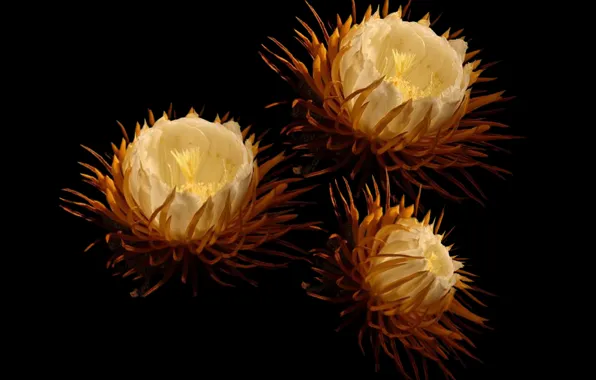 Flower, petals, pistils, stambs