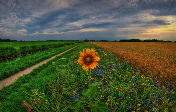 Картинка поле, закат, цветы, подсолнух, колея, Нидерланды, Holland, Голландия
