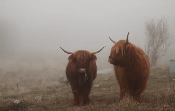 Туман, коровы, хайленд