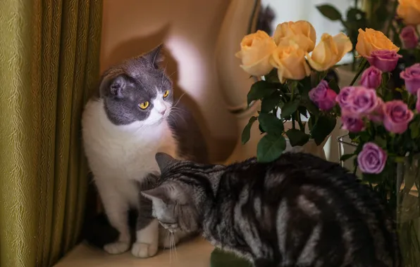 Кошка, кот, взгляд, свет, цветы, розы, букет, желтые