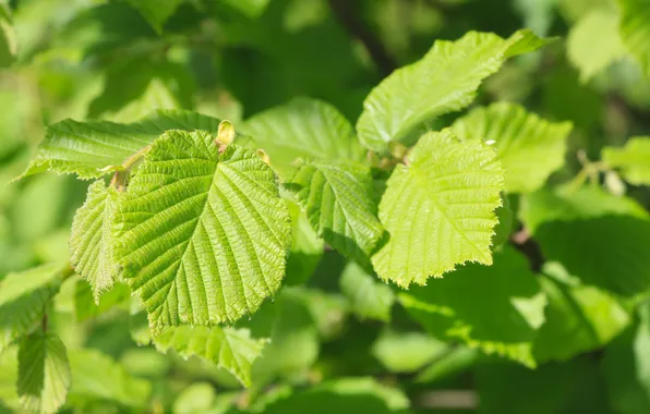 Green, spring, leaf, twigs