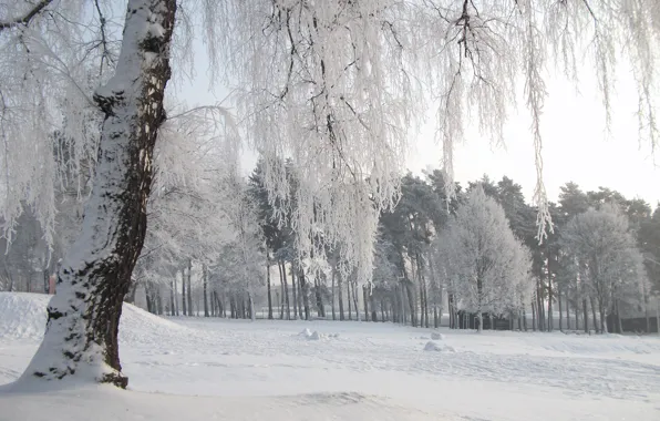 Картинка холод, зима, снег, деревья, природа, мороз, Nature, trees