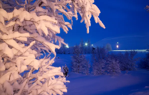 Зима, снег, деревья, ночь, парк