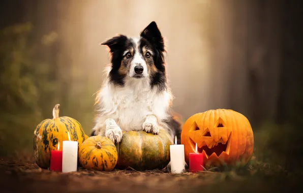 Собака, свечи, тыквы, Хэллоуин