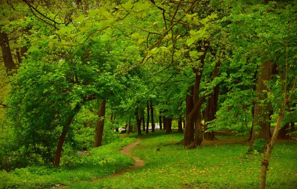 Grass, Trees, Трава, Зелень, Spring, Nature, Деревья, Green