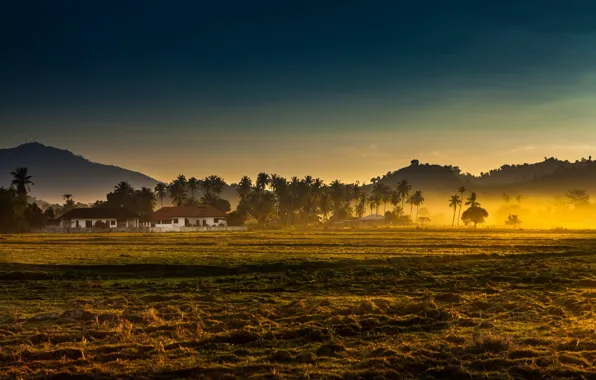 Поле, пейзаж, туман, утро
