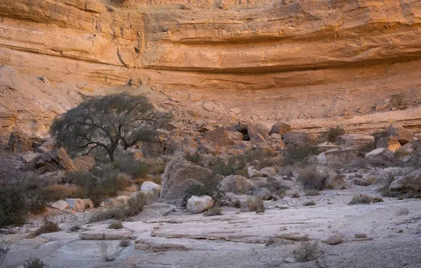 Rocks, plants, arid
