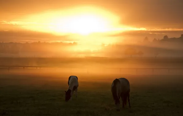 Картинка закат, природа, туман, кони