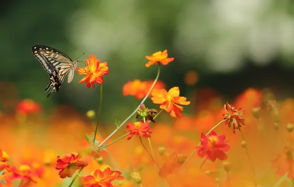 Red, butterfly, flowers, bokeh, petals, buds, stalks