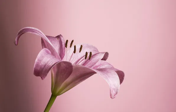 Flower, pink, petals