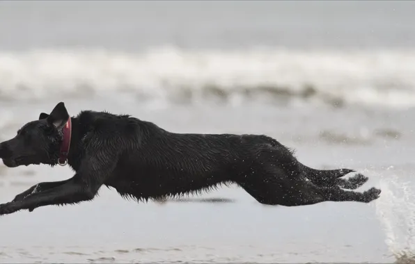Animals, nature, smile, dog, flaing, black dog