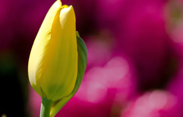 Картинка цветок, желтый, фон, розовый, тюльпан, фокус, размытость