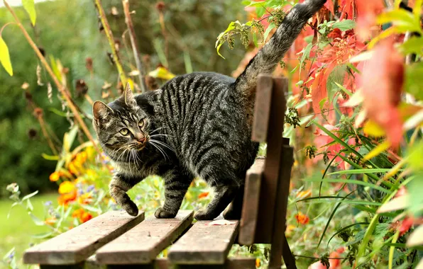 Картинка кошка, кот, листья, скамейка, природа, лавочка, лавка, полосатая