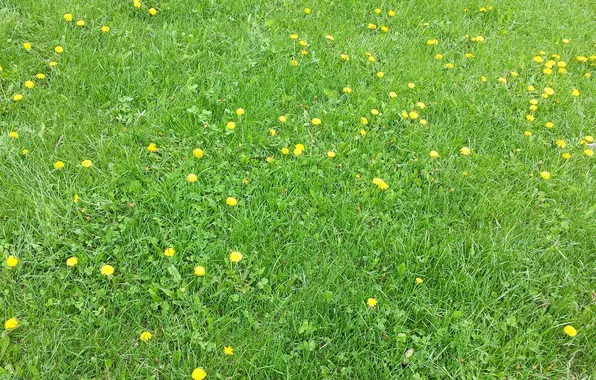 Картинка поле, трава, цветы, одуванчик, луг