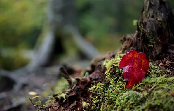 Картинка осень, природа, лист, дерево