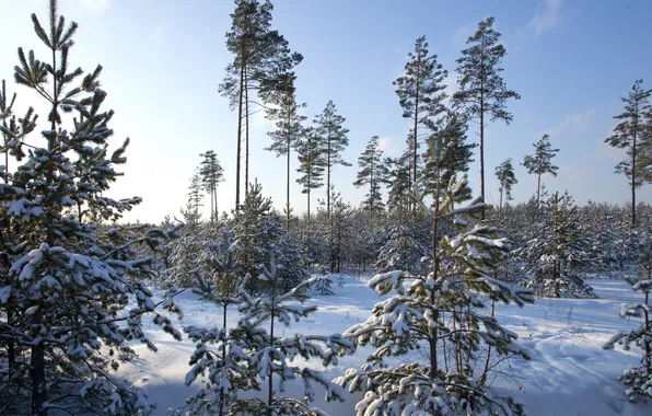Картинка зима, снег, деревья, природа, фото, ель