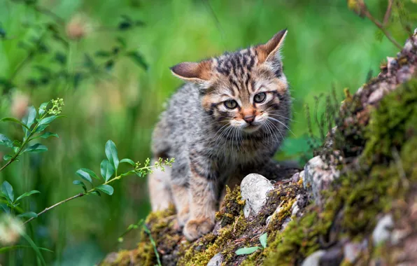 Кошка, кот, природа, котенок, малыш, котёнок, дикий, лесной