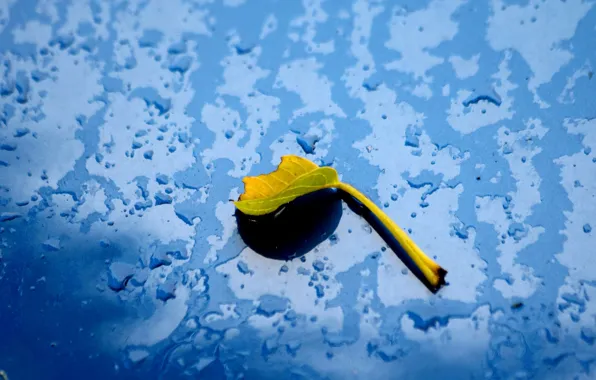 Water, leaf, car hood, car bonnet