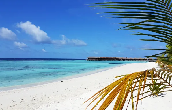 Пляж, тропики, пальмы, океан, остров, экзотика, белый песок, Maldives