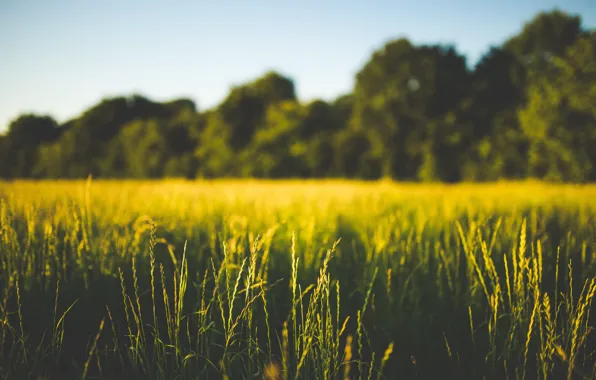 Цвет, Поле, Растение, Зеленый, Растения, Green, Color, Flora
