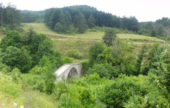 Forest, Grevena, stone bridge