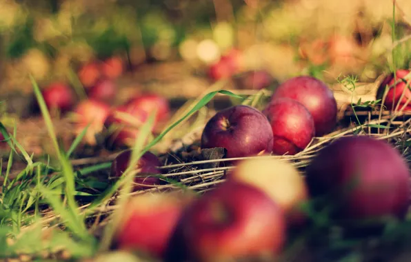Картинка трава, макро, земля, яблоки, apple, боке, bokeh, orchard