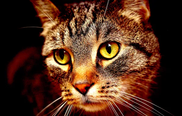 Картинка морда, Кот, коричневый, cat, полосатый.
