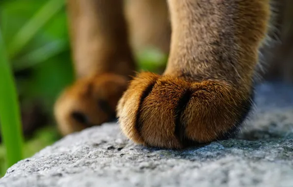 Кот, шерсть, лапка, котейка