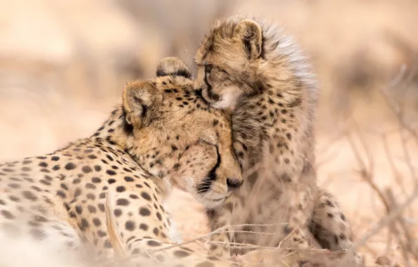 Природа, звери, Cheetah