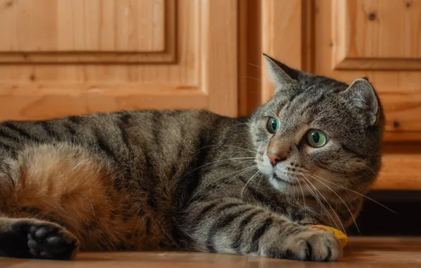 Кошка, кот, взгляд, поза, мордашка