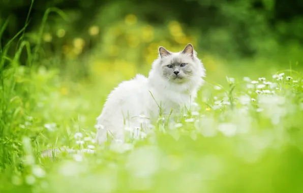 Картинка кошка, трава, кот, боке