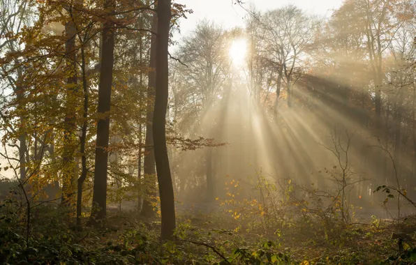 Картинка осень, лес, солнце, лучи, ветки, листва, золотая осень