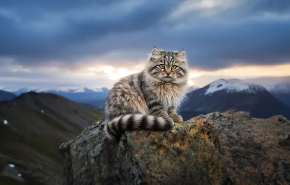 Кошка, небо, кот, горы, тучи, камни, скалы, вершины