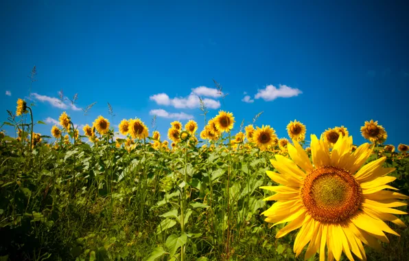 Картинка поле, подсолнухи, природа, Nature, field, sunflowers