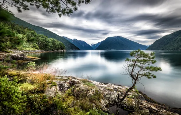 Деревья, горы, озеро, Норвегия, Dragsviki, Sognefjord