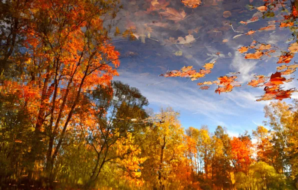 Осень, листья, вода, деревья, отражение